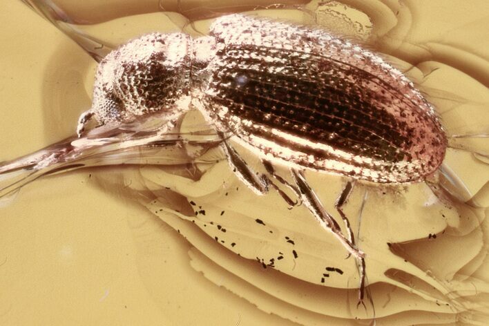 Fossil Fungus Beetle (Corticariinae) in Baltic Amber #321735